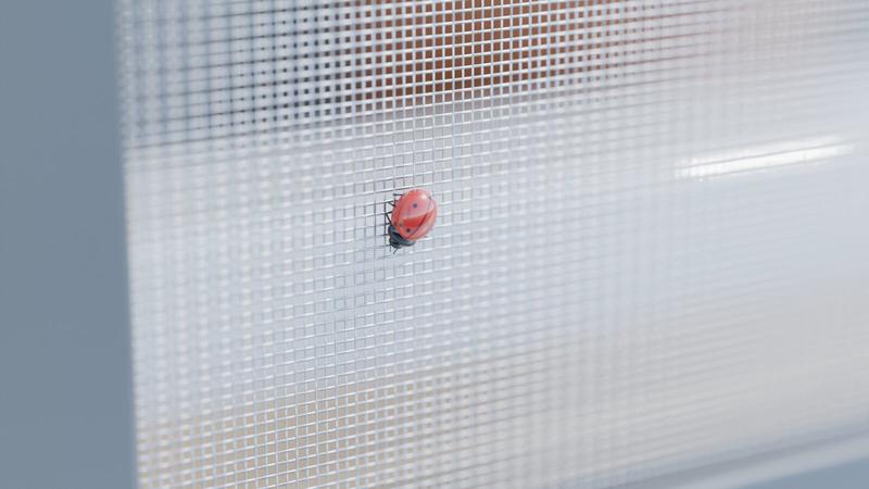 Coccinelle posée sur une moustiquaire en acier inoxydable devant une fenêtre